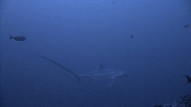 Дайвинг в Филиппинском море близ острова Малапаскуа. Увлекательные погружения с очень осторожными лисьими акулами (trasher) на глубине 40 метров. 