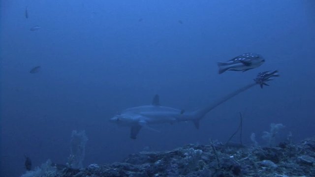 Дайвинг в Филиппинском море близ острова Малапаскуа. Увлекательные погружения с очень осторожными лисьими акулами (trasher) на глубине 40 метров. 