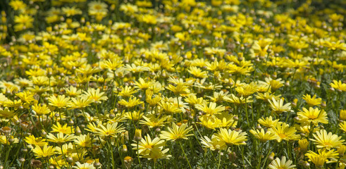 floral background of marguerite