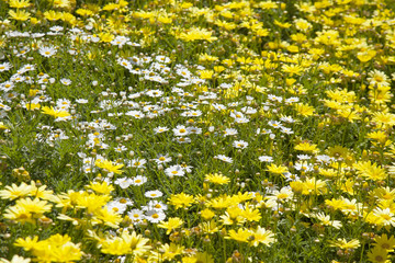 floral background of marguerite  daisy