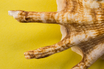 shell on a yellow background closeup
