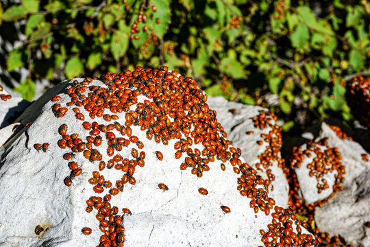 lady bugs swarm hundreds of insects outdoors