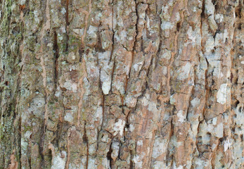 Close up view of highly detailed tree bark texture. Nature wood