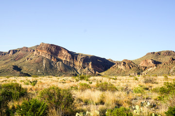 Fototapeta na wymiar Big Bend National Park cactus in the desert