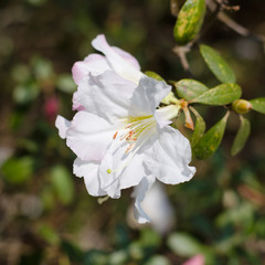 Elegant white azalea flowers