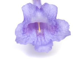 jacaranda flowers isolated
