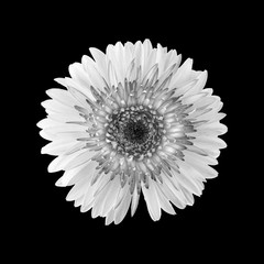  gerbera flower in black and white