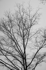Branch of dry tree black and white concept
