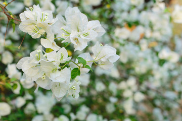 beautiful white Bougainvillea flower