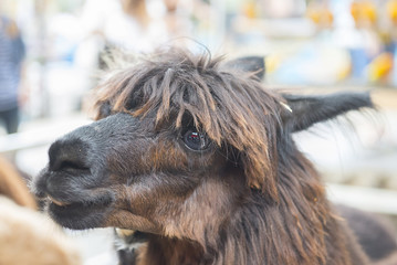 Shaggy alpaca llama with funny hairstyle