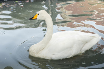 Mute swan (Cygnus olor)