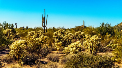 Saguaro and Cholla Cacti in the Arizona Desert