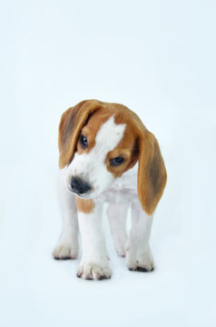 beagle puppy dogs