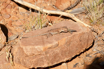 Monitor Lizard - Australia