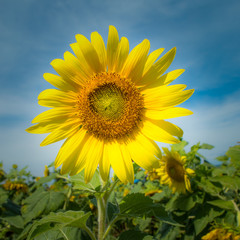 Sunflower field