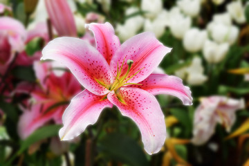 Lilly Flower