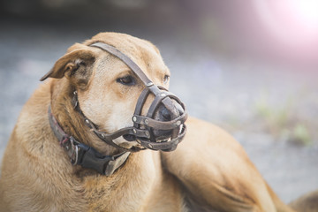 Dog wear muzzle. (Selective Focus at the dog eye)