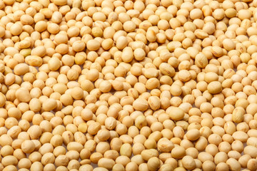 yellow soy bean pattern as background