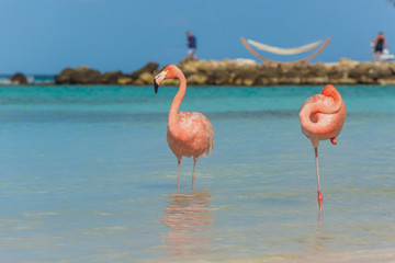 Two flamingos on the beach
