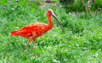 Scarlet ibis (Eudocimus ruber), South American bird