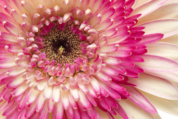 white and magenta gerbera