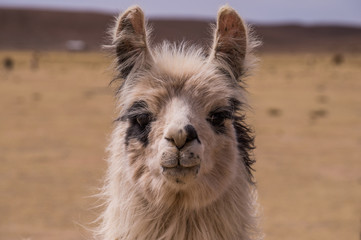 Lama Alpaca portrait © Julian Peters Photos