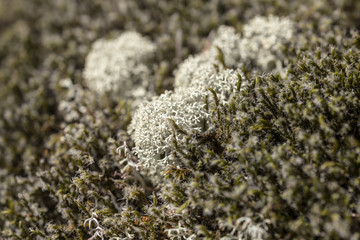 Moss in the north woods