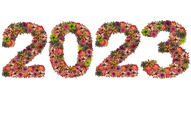 New year 2023 made from bromeliad flowers isolated on white back