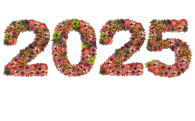 New year 2025 made from bromeliad flowers isolated on white back
