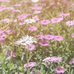Fototapeta premium Fresh Florist's Mum in the garden
