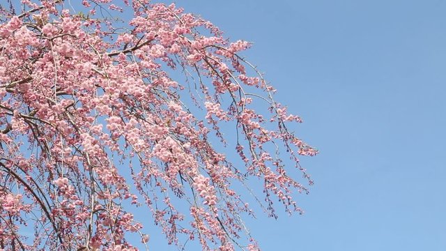 青空と枝垂桜