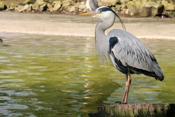 Grureiher
