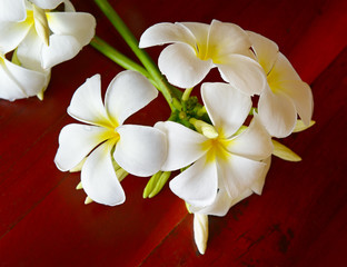 magnolia flowers on a brown background