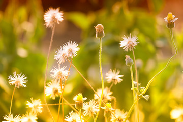 Dry flowers in hot season, grasses on ground, The meadow of Poac