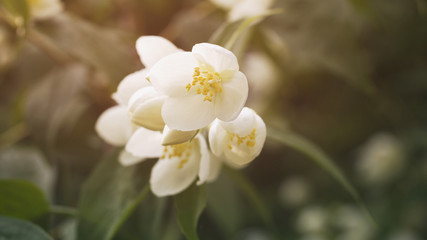 jasmine flowers in bloom outdoor photo, vintage toned