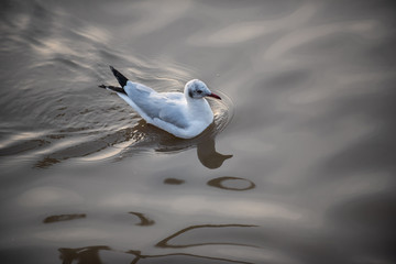 Seagulls on Water