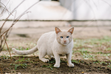 Naklejka na ściany i meble Portrait of white blue-eyed cat looking at camera