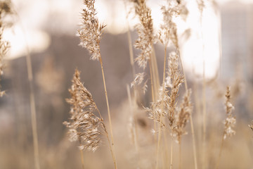 Fototapeta premium dry wild grass on meadow in early spring, vintage toned