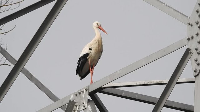 Weissstorch sitzt auf Strommast