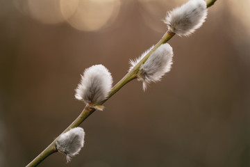 pussy-willow branches in spring, shallow focus closeup photo