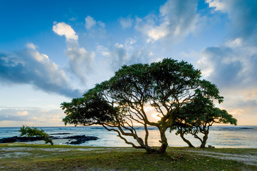 Fototapeta na wymiar Evening landscape with trees on the shore of the ocean. Mauritius Island