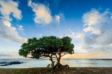 Evening landscape with trees on the shore of the ocean. Mauritius Island