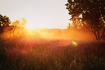 countryside meadow in beautiful sunset, vintage toned
