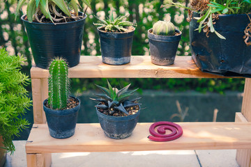 Small decorative tree