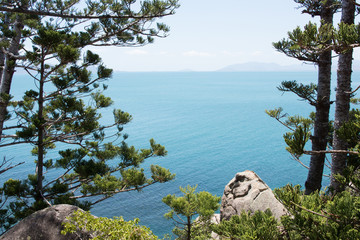 Blue sea framed by Norfolk Island Pines on tropical Magnetic Island, Australia, high view point