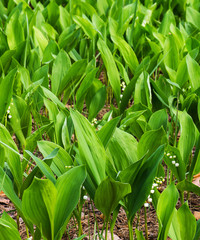 White lilies of the valley on a glade in the forest, sunny day