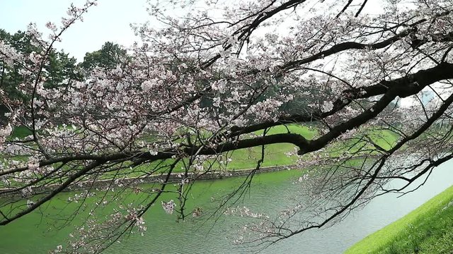 Cherry trees and the boat of Sendagaya (japan)