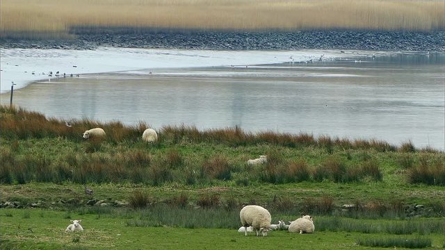 Landschaften in Ostriesland, die Ems mit ihren V&ouml;geln ind Schafen in den Emsauen
