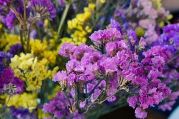 Fresh flowers still life - Stock Image