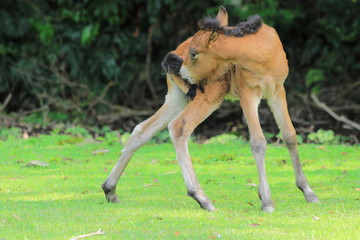 仔馬誕生　都井岬